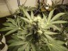 week 5 flowering 010.jpg