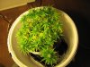 Day 24 of flowering11 009.jpg