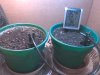 new grow seeds 1.jpg