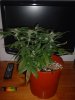 blog4 052.jpg