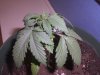 Grow Issues 010.jpg