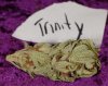trint4.jpg