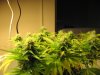 Day 29 of flowering 15 017.jpg