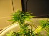 Day 29 of flowering 15 014.jpg