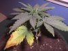 Grow Issues #2 001.jpg