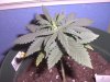 Grow Issues #2 003.jpg