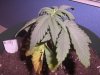 Grow Issues #2 009.jpg