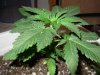 5grow 069 (53).jpg