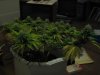 Day 29 of flowering 16 002.jpg