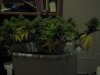 Day 30 of flowering 015.jpg