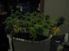 Day 30 of flowering 014.jpg