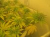 Day 30 of flowering 004.jpg