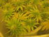 Day 30 of flowering 003.jpg