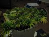 Day 30 of flowering 011.jpg