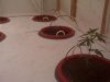 Painted_Floor_CLone_Plant1.jpg