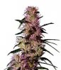 G-13 Labs Purple Haze.jpg