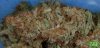 soylentgreenbuds2.jpg