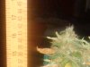 SD532279.JPG