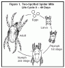 mites_fig1.gif