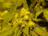 sub-zero-113187-albums-dinafem-blue-hash-grow-picture979399-side-bud.jpg