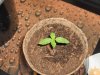 NotChYo Seedling Top View 4-6-10.jpg