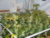 big bud harvest 2.jpg