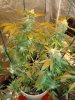 mmj10 034.jpg