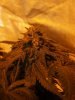 purekushflowerjune1210.jpg