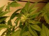 flowering week 3 day 4 006.jpg