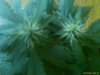 day 17 flowering june14.jpg