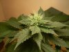 flowering week 4 day 2 020.jpg