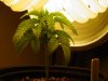 DSC03489.jpg