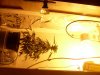 flowering week 4 day 3 007.jpg