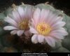 lophophora_williamsii20.jpg