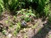 100_4218.jpg