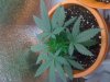 New Veg 042.jpg