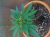 New Veg 020.jpg