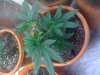 New Veg 054.jpg