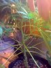 shrivelled stalk skinny side.jpg