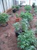 orange pot is hash plant so is the one to the left in the ground.jpg