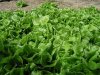 growing lettuce 8:3:07.jpg