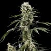 super-lemon-haze-cannabis-seeds-green-house.jpg