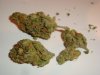 greenhouse-super-lemon-haze-009.jpg