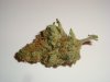 greenhouse-super-lemon-haze-002.jpg