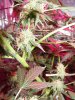 DSC01531.jpg