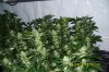 Sensi seeds, Big Bud 5 weeks into flower, ebb'n flow (lucas formula)2.jpg