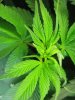 weedoozie'sgarden 015.jpg