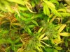 weedoozie'sgarden 242.jpg