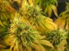 weedoozie'sgarden 232.jpg