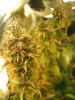 weedoozie end of day 69 flowering 010.jpg